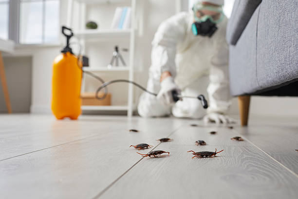 Post-Treatment Bed Bug Interceptor Monitoring in Monson Center